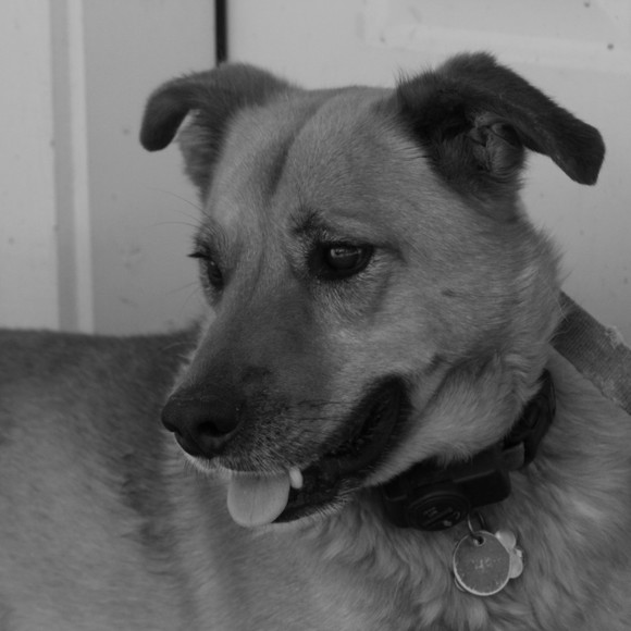 Meet your Posher, Al - Picture 1 of 1